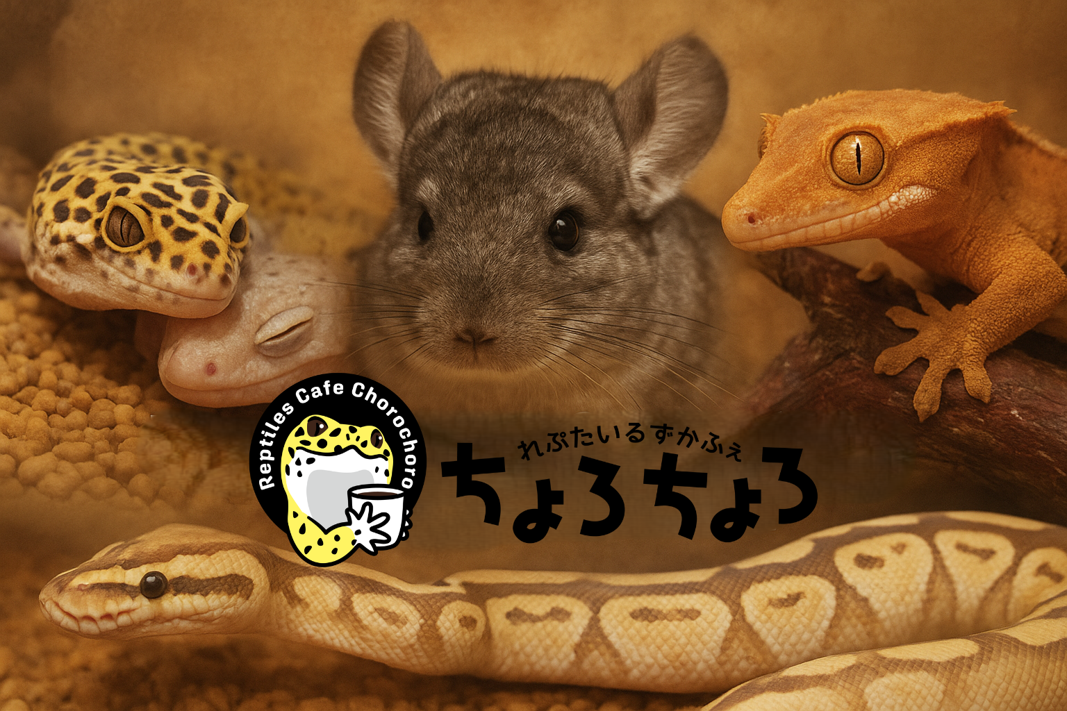 福岡・北九州の爬虫類、小動物はれぷたいるずかふぇ ちょろちょろ！